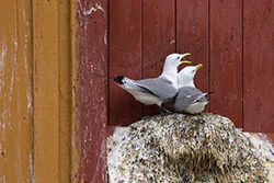 Black-legged Kittiwake (Rissa tridactyla)