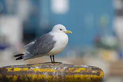 Black-legged Kittiwake (Rissa tridactyla)
