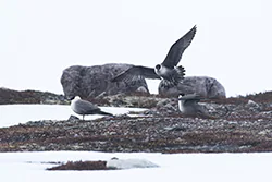 Long-tailed Jaeger (Stercorarius longicaudus)