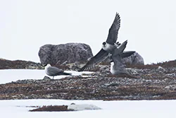 Long-tailed Jaeger (Stercorarius longicaudus)