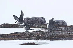 Long-tailed Jaeger (Stercorarius longicaudus)