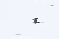 Long-tailed Jaeger (Stercorarius longicaudus)