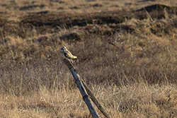 Uszatka błotna (Asio flammeus)