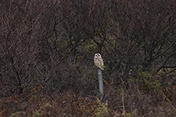 Uszatka błotna (Asio flammeus)