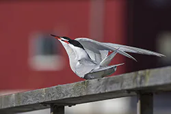 Common Tern (Sterna hirundo)