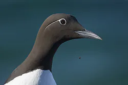 Nurzyk (Uria aalge)