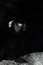Atlantic Puffin, Common Puffin (Fratercula arctica)