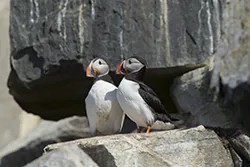 Atlantic Puffin, Common Puffin (Fratercula arctica)