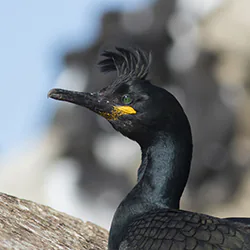 European Shag (Phalacrocorax aristotelis)