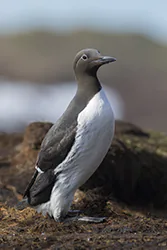 Nurzyk (Uria aalge)