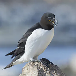 Razorbill (Alca torda)
