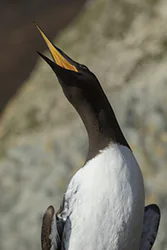 Nurzyk (Uria aalge)