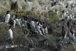 Common Murre (Uria aalge)