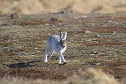 Zając bielak (Lepus timidus)