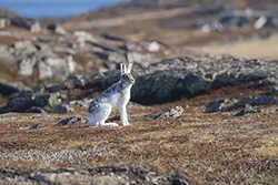 Zając bielak (Lepus timidus)