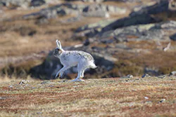 Mountain hare (Lepus timidus)