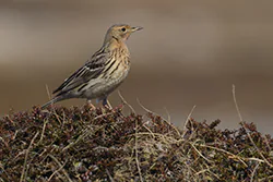 Red-throated Pipit (Anthus cervinus)