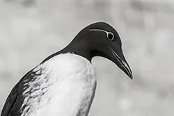Nurzyk (Uria aalge)