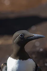 Nurzyk (Uria aalge)