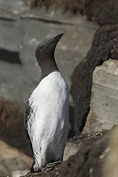 Nurzyk (Uria aalge)