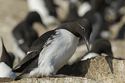 Nurzyk (Uria aalge)