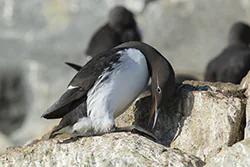 Common Murre (Uria aalge)