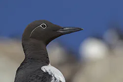Nurzyk (Uria aalge)