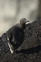 Common Murre (Uria aalge)
