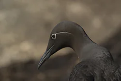 Common Murre (Uria aalge)
