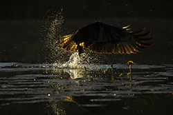 Rybołów (Pandion haliaetus)