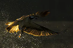 Rybołów (Pandion haliaetus)