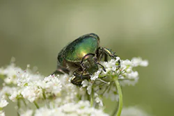 Rose Chafer  (Cetonia aurata)