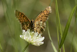 Heath Fritillary (Melitaea athalia)