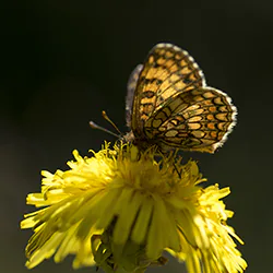 Heath Fritillary (Melitaea athalia)