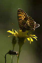 Heath Fritillary (Melitaea athalia)