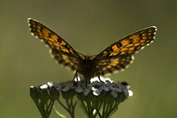 Heath Fritillary (Melitaea athalia)