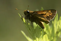 Karłątek leśny (Thymelicus sylvestris)