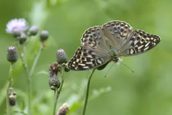 Dostojka malinowiec (Argynnis paphia)