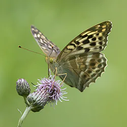 Dostojka malinowiec (Argynnis paphia)