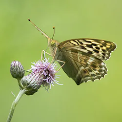 Dostojka malinowiec (Argynnis paphia)