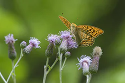 Dostojka malinowiec (Argynnis paphia)