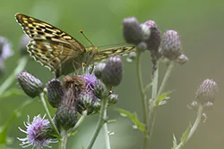 Dostojka malinowiec (Argynnis paphia)