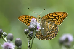 Dostojka malinowiec (Argynnis paphia)