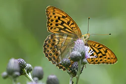 Dostojka malinowiec (Argynnis paphia)