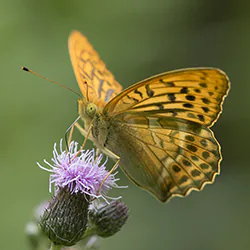 Dostojka malinowiec (Argynnis paphia)