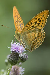 Dostojka malinowiec (Argynnis paphia)