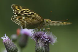 Dostojka malinowiec (Argynnis paphia)