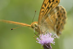 Dostojka malinowiec (Argynnis paphia)