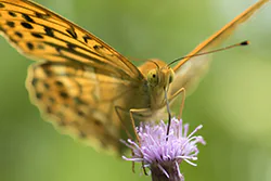 Dostojka malinowiec (Argynnis paphia)