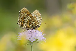Heath Fritillary (Melitaea athalia)
